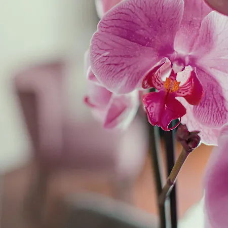 شقة Les Orchidees Du Temple *